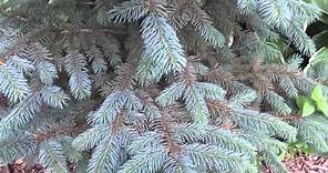 Dwarf Colorado Blue Spruce Tree