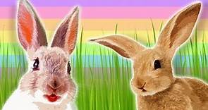 EASTER - Bunnies for Kids - Rabbits and Hares - Animals for Kids - Rabbit Facts
