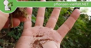 Ährige Teufelskralle - Früchte/Samen - 17.06.18 (Phyteuma spicatum) - Essbare Wildkräuter bestimmen