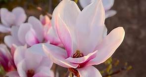 Magnolios de flor primaveral: variedades y características - Decogarden - @Jardinatis
