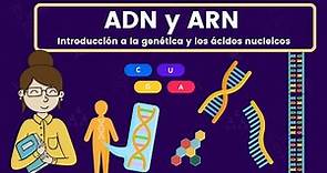 ADN y ARN (ácidos nucleicos)