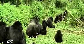 Instinto animal - Gorila de montaña