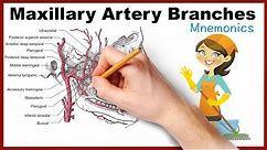Maxillary Artery Branches Mnemonics