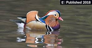 A Mandarin Duck Mysteriously Appears in Central Park, to Birders’ Delight