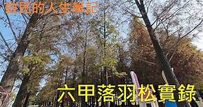 台南六甲落羽松森林實錄,伴隨著晨風在落羽中漫步,Bald Cypress Forest, Tainan
