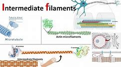 Intermediate filaments: structure ,classification and function