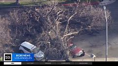 One dead after massive tree falls onto car in Anaheim