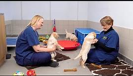 Anne Diamond visits Guide Dogs for the Blind Association