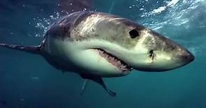 Spawn Of Jaws | Shark Week