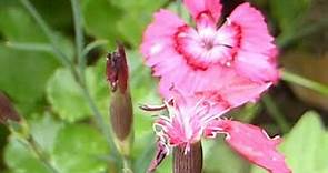 Maiden pink- Dianthus deltoides - Dvergdrottning - Nellikur - Sumarblóm
