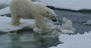 10 curiosità sull'orso polare