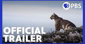 Pumas: Legends of the Ice Mountains | Official Trailer | NATURE | PBS