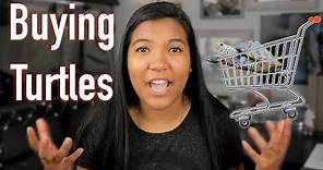 Where to BUY a Turtle 🛒| turtle "shopping" tips and advice