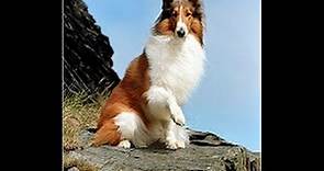 Lassie - Episodes #579-580 - "Paths of Courage" - Season 18 - Eps. 18-19 - 2/25 & 3/3/1972