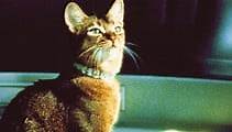 Die Katze aus dem Weltraum (1978) - Film Deutsch
