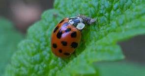 Harmonia axyridis, the harlequin ladybug