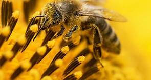 搶救蜜蜂大作戰》亂糟糟才自然！德國環保新政：打造「野花草地」提升生物多樣性-風傳媒