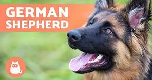 The GERMAN SHEPHERD Dog Breed🐶 (Origin, Characteristics, Training and Care)