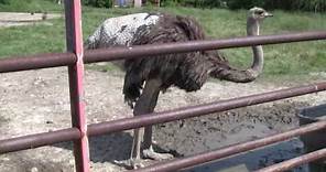 Live Ostrich Without Feathers