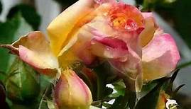 Nana Mouskouri - 7 schwarze Rosen träumen