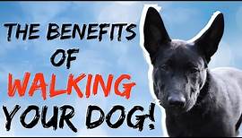 Benefits of walking your dog | Why you should walk your dog