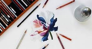 Drawing a Flower Using Colored Pencils Blended with Paint Thinner