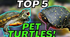 My TOP 5 BEST PET TURTLES!