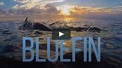 Bluefin