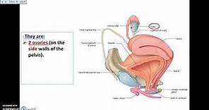 Overview of Pelvis (6) - Female Pelvic Organs - Dr. Ahmed Farid
