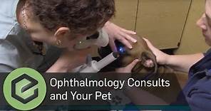 Veterinary Ophthalmology Consults and Your Pet