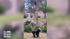 Gorilla seen walking like a human in wild video