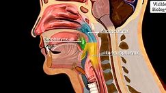 咽部3D解剖，咽部分区，鼻咽，口咽，喉咽，扁桃体