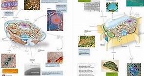 4.Cellula Procariote ed Eucariote: lezione di SINTESI degli organuli & Teoria Endosimbiontica.