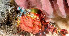 ▷ Camarón Mantis » Características, Alimentación, Hábitat, Reproducción, Depredadores