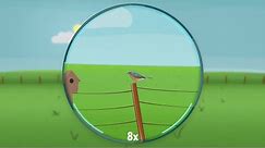 Understanding Binoculars: Magnification and Stability