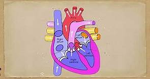 The Human Heart | Human Heart Structure and Function | Human Heart Anatomy | Heart Diagram