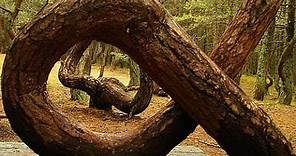 Poland’s Mysterious ‘Crooked Forest’