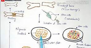 Tissue engineering | Technique | Procedure | Bio science