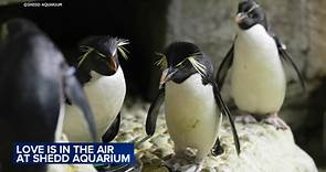 Shedd Aquarium mating season begins; penguin trainer explains courtship rituals