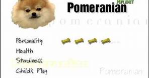 Breed All About It - Pomeranian