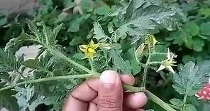 Solanum lycopersicum ( Tomato plant )