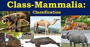 Class Mammalia | Classification of Mammalia | Mammals