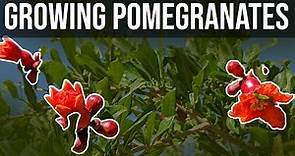 Growing Pomegranates: How to train for a tree or bush, Wonderful, Eversweet, Parfianka, Surh-Anor.