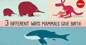 The three different ways mammals give birth - Kate Slabosky