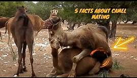 mating Camel ll The Fascinating World of Camel Mating #camel #mating