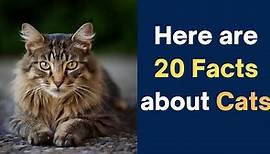 20 Facts About Cats