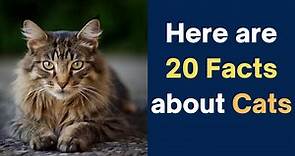 20 Facts About Cats