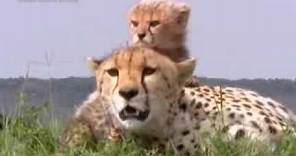Cute baby cheetah cubs in danger - BBC wildlife