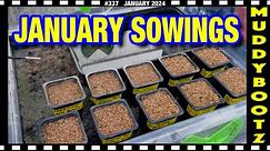 🌻337 🌻 WHAT SEEDS TO SOW IN JANUARY 🌻