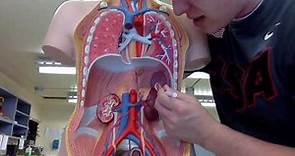 Anatomy II Episode 3: Arteries and Veins of the Torso & Abdomen - TEACHER T